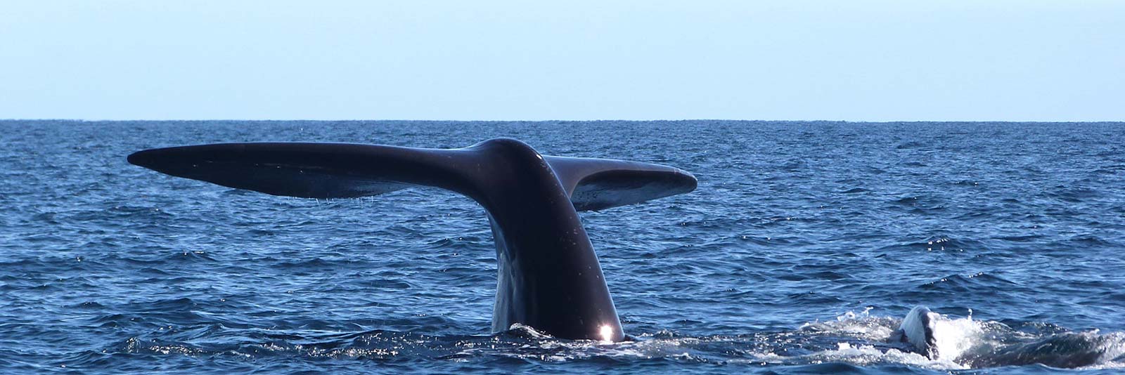 CAUSANA-excursiones-peninsula-ballenas