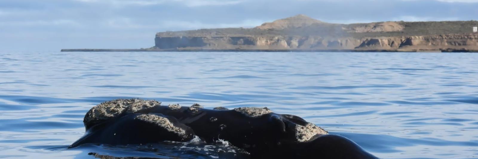 CAUSANA-avistaje-ballenas-embarcado