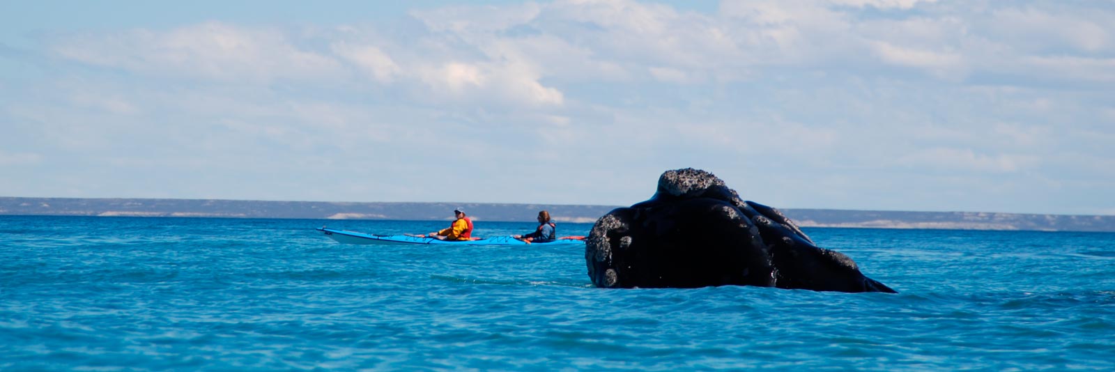 CAUSANA-kayak-ballenas