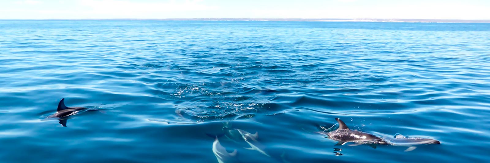CAUSANA-navegación-con-delfines